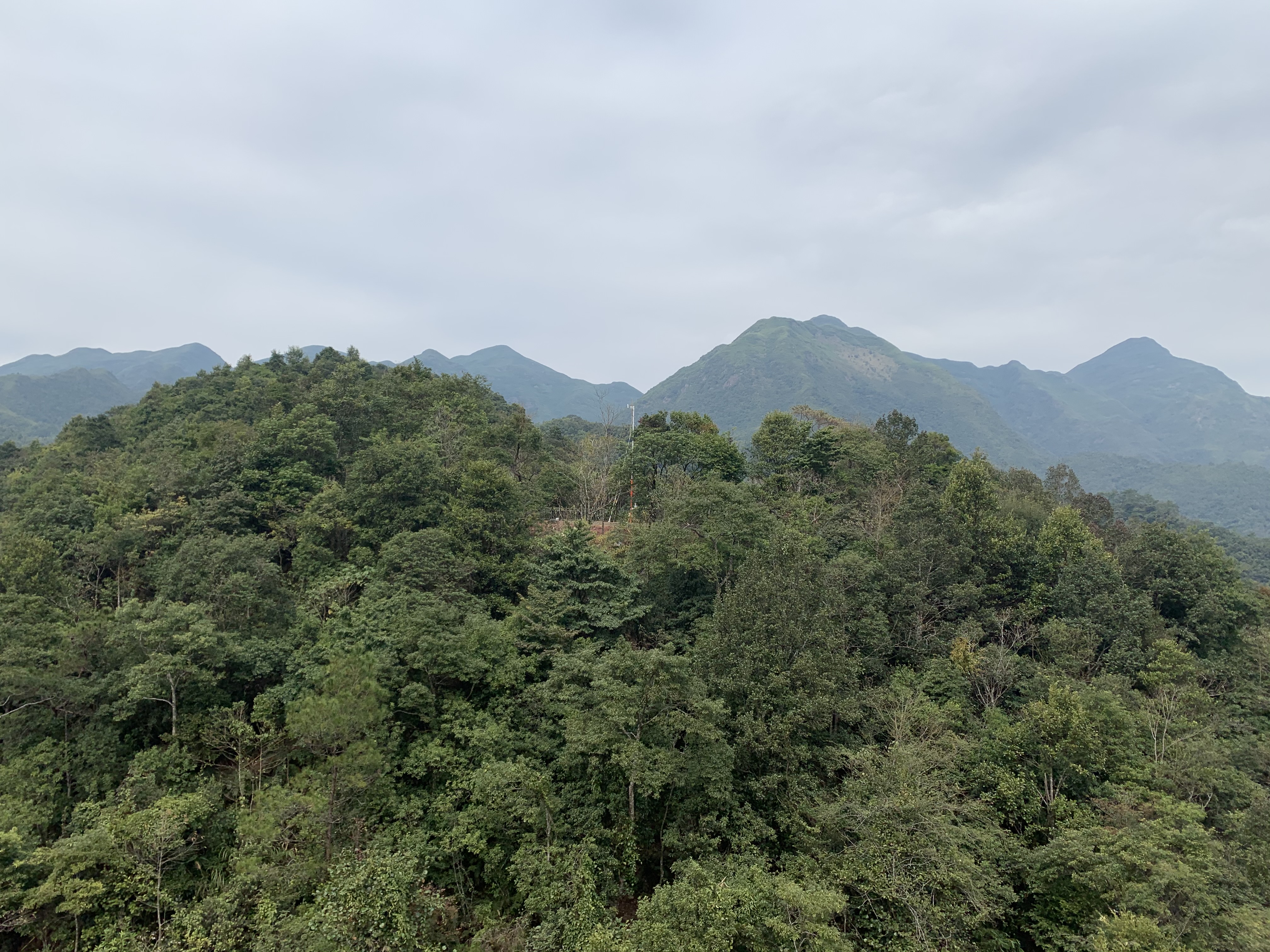 大明山群落外观1